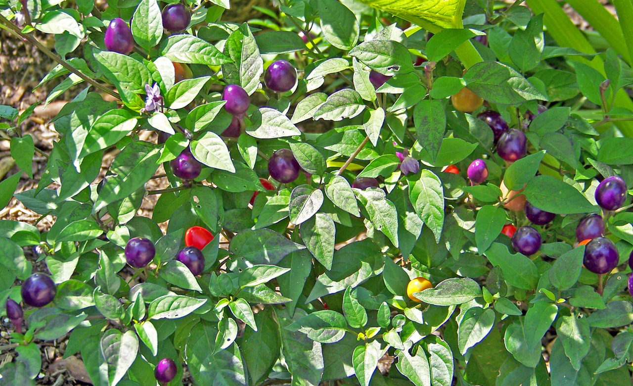 berries purple red free photo