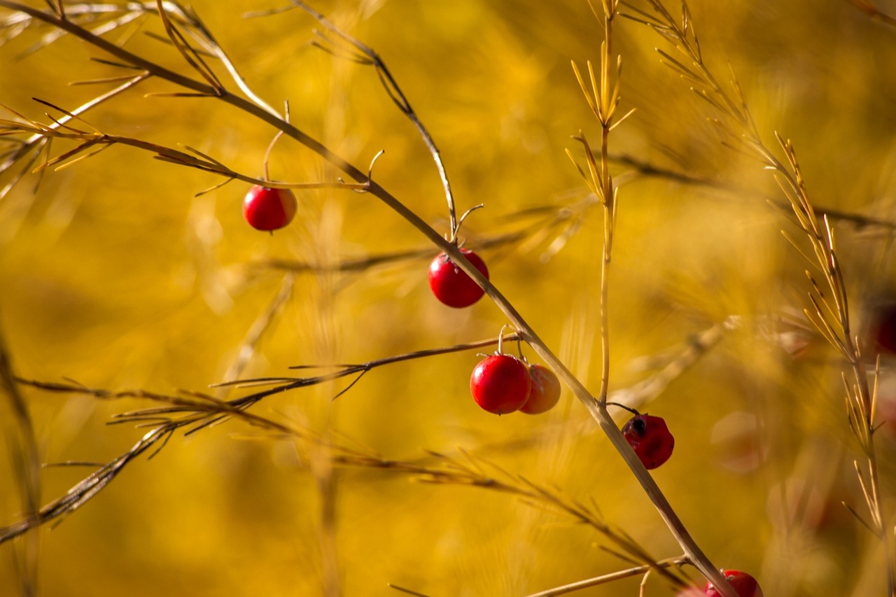 berry bush red free photo