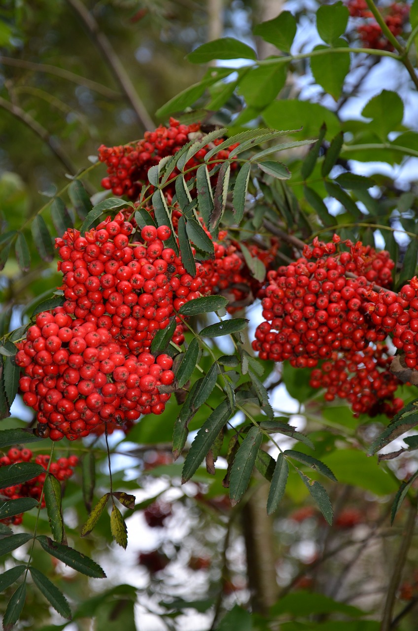 berry red orange free photo