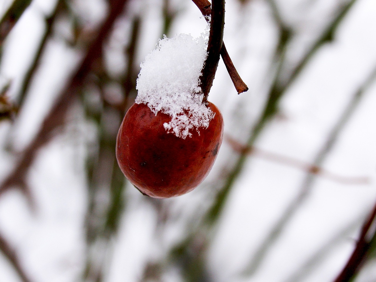 berry red fruits bush free photo