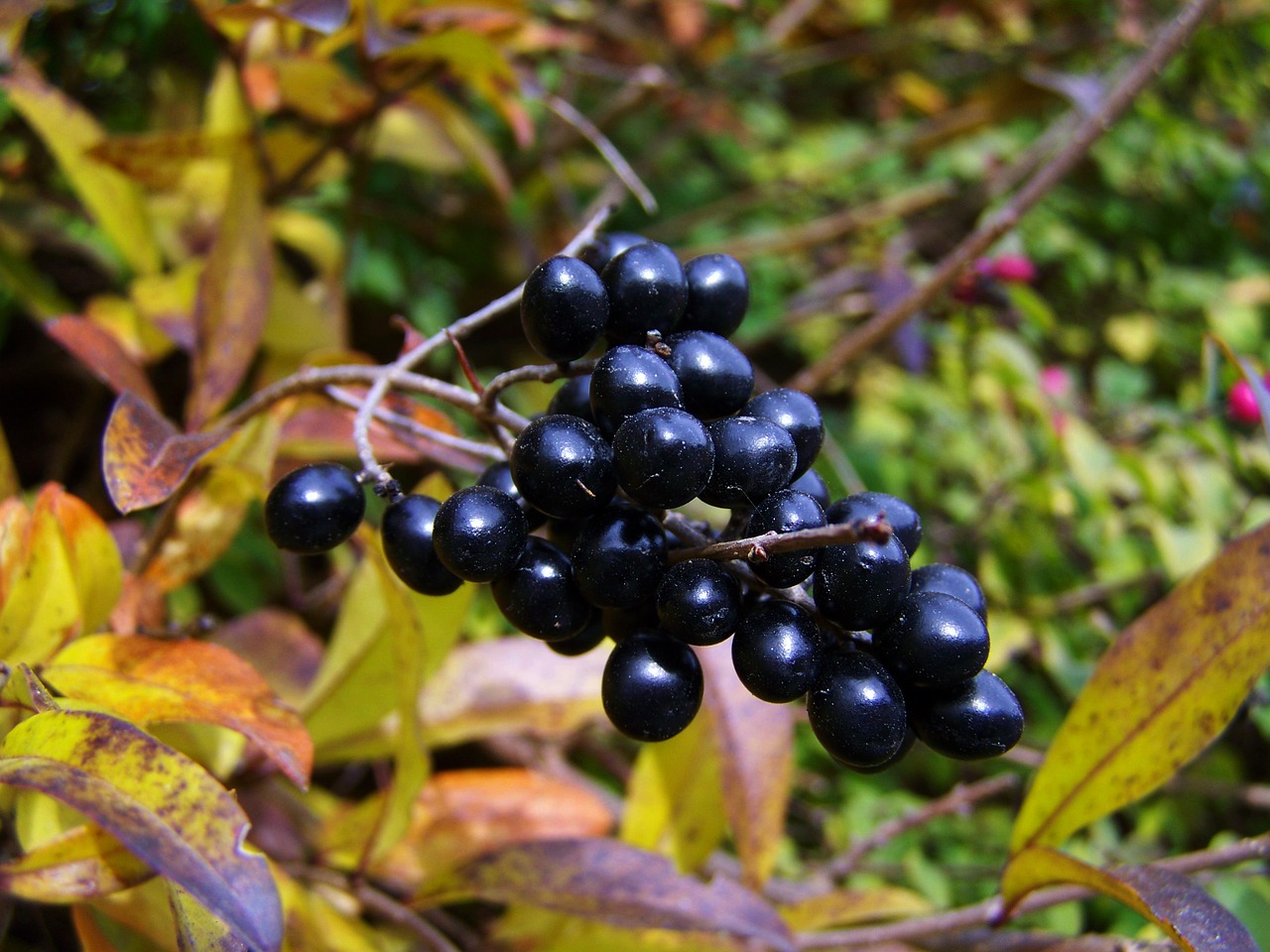 berry black berries autumn free photo