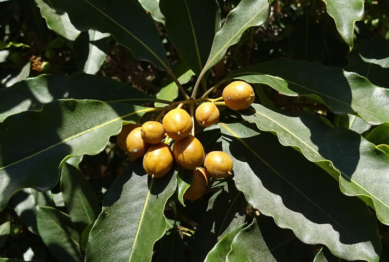 berry spanish cherry medlar free photo