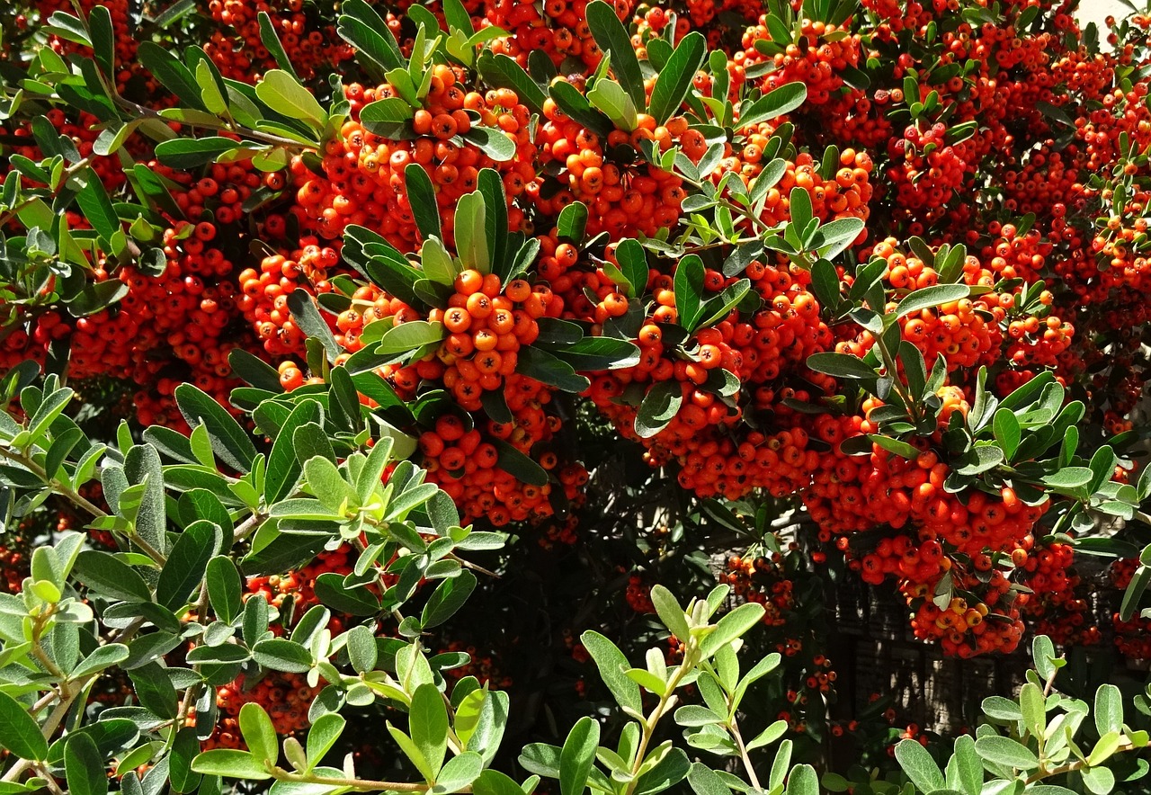 berry pyracantha coccinea scarlet firethorn free photo