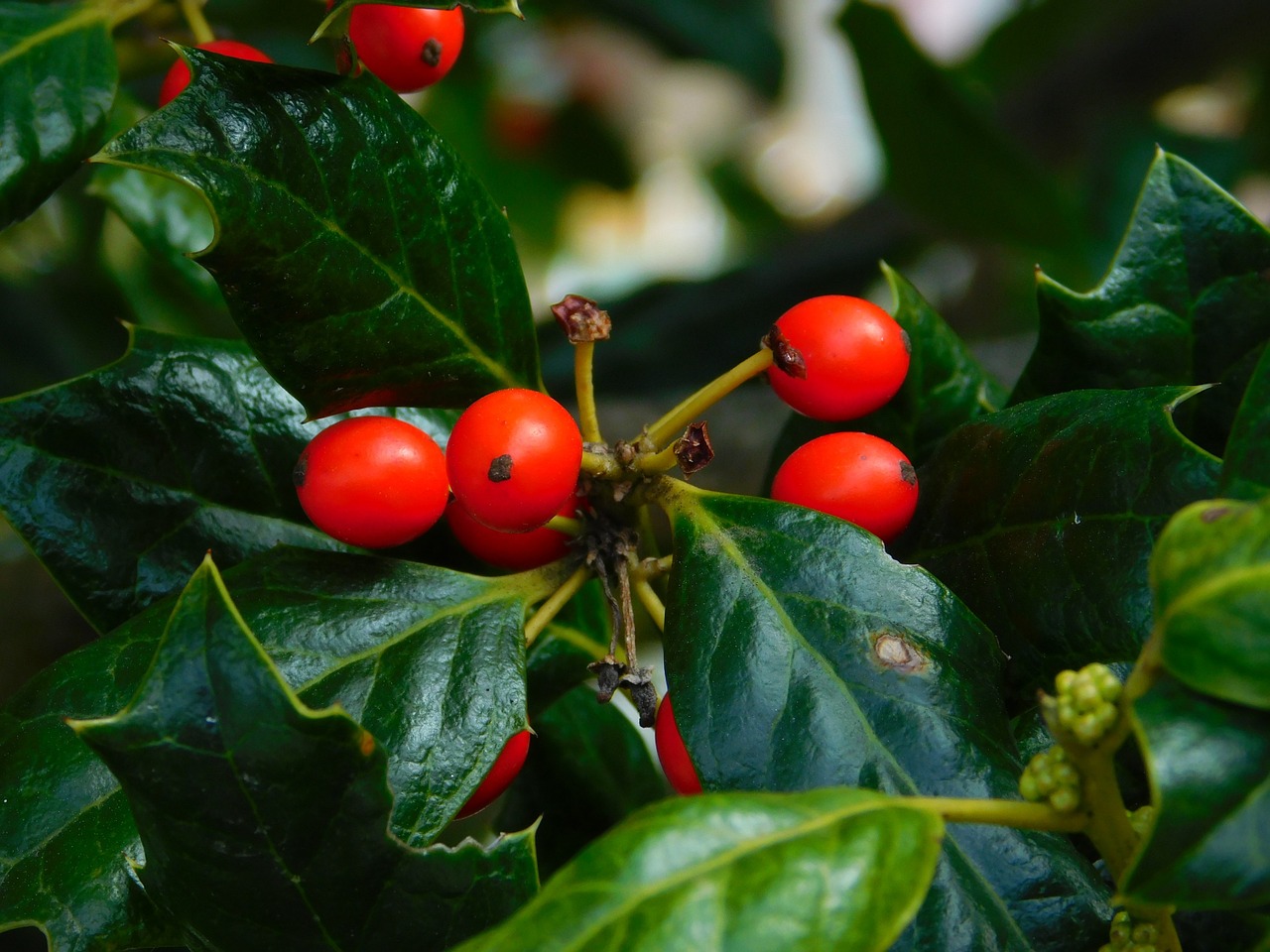 berry holly flora free photo