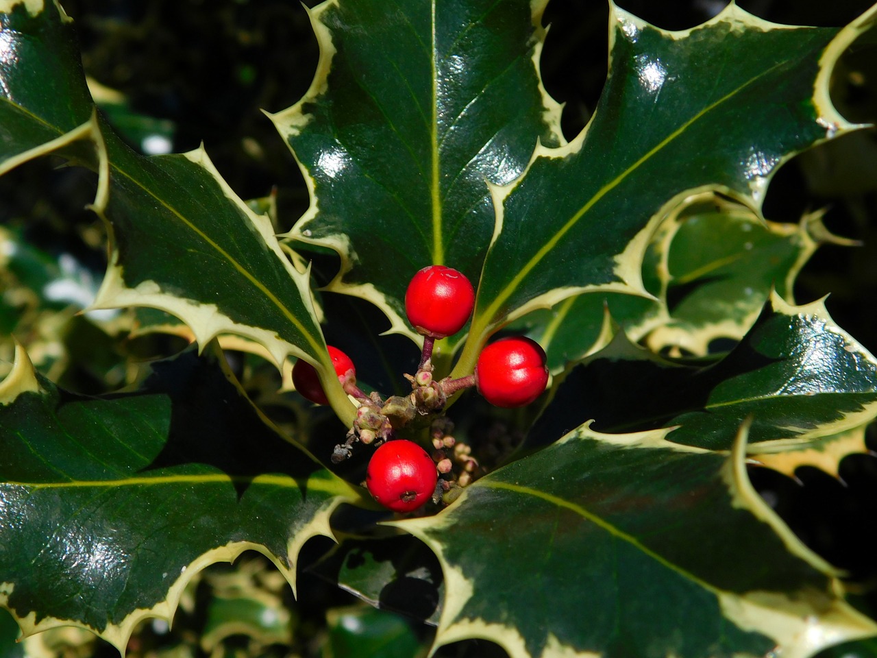berry holly flora free photo