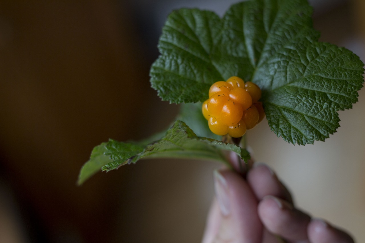 berry cloudberry wild free photo