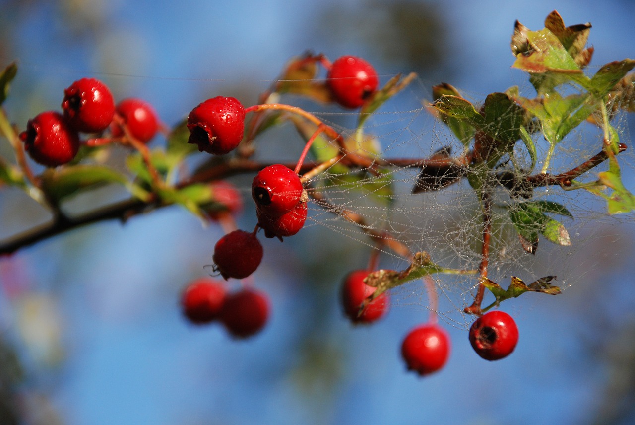 berry ripe natural free photo