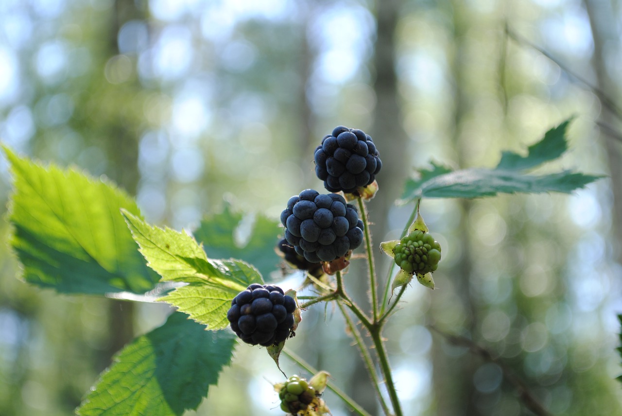 berry blackberry forest free photo