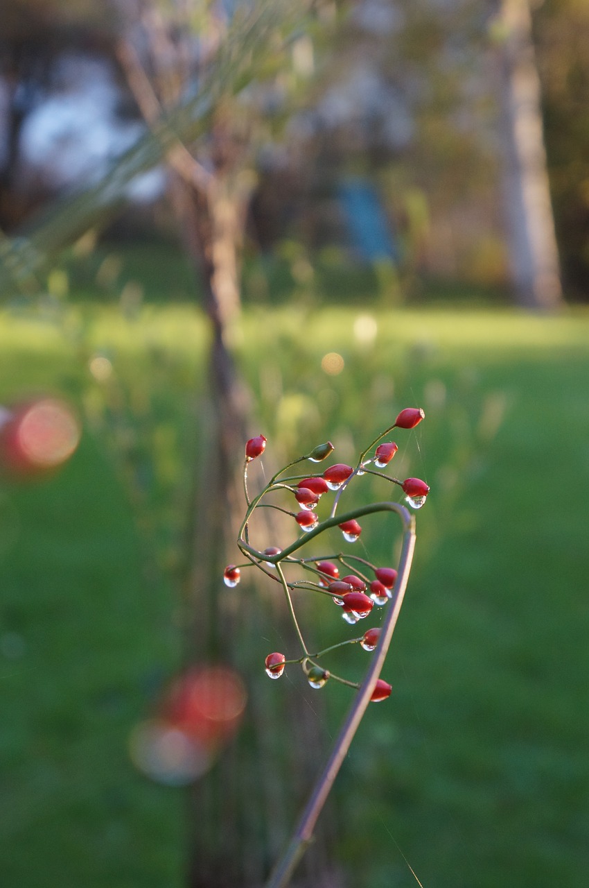 berry rain natural free photo