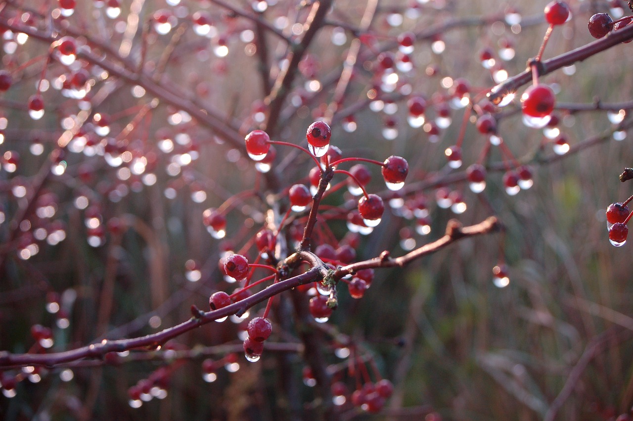 berry shrub drops free photo