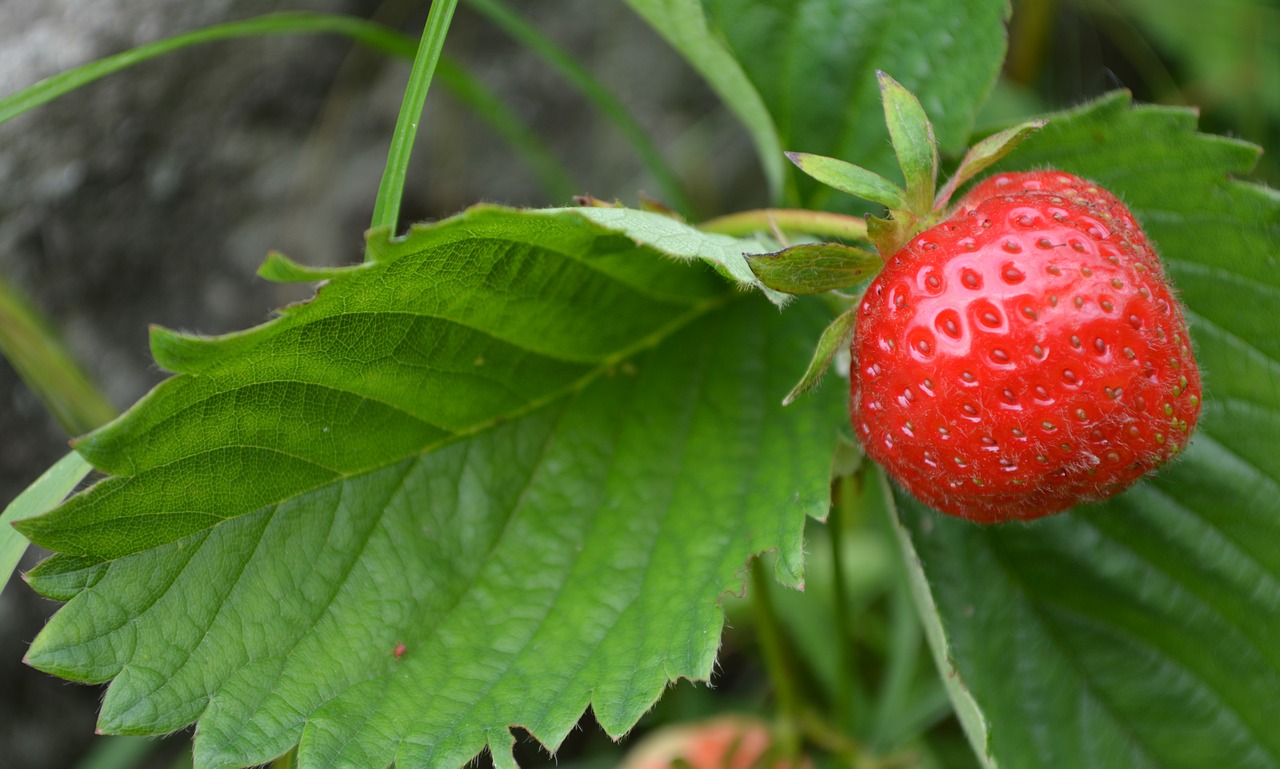 berry strawberry wild strawberry free photo