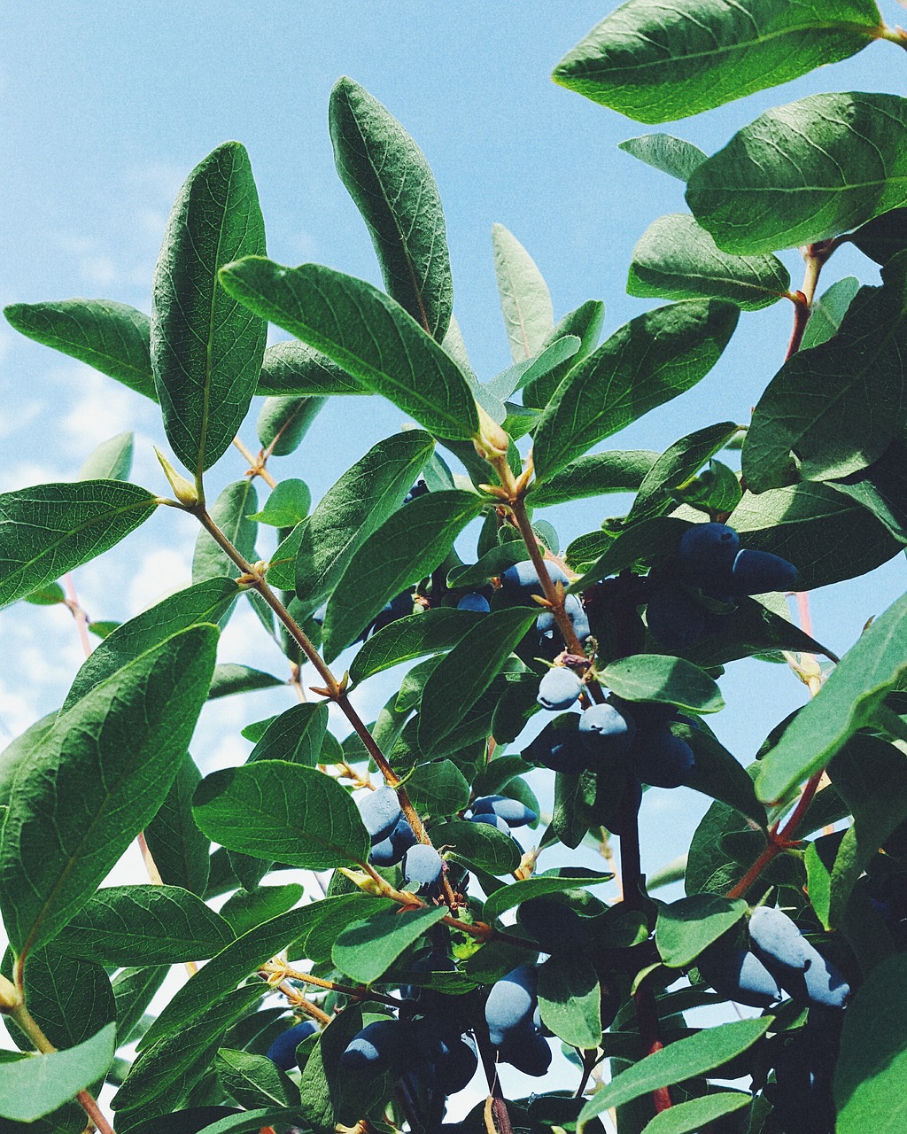 berry sky harvest free photo