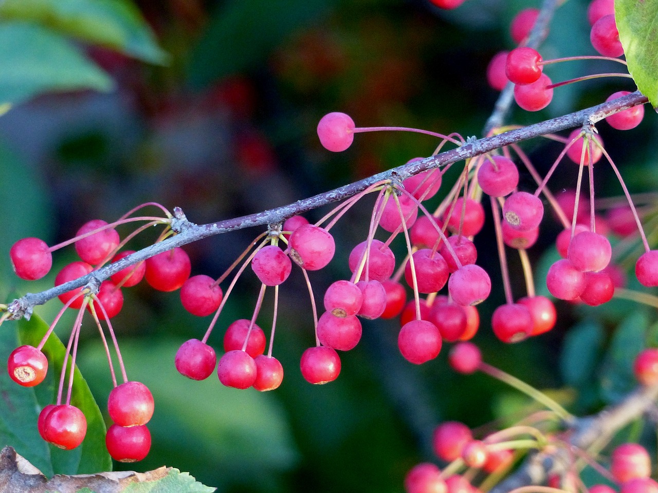 berry bush branches free photo