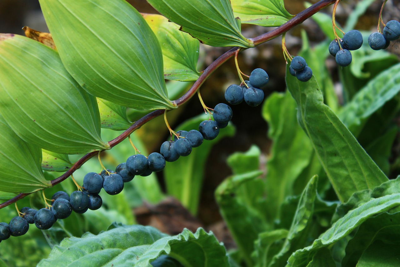 berry blue plant free photo