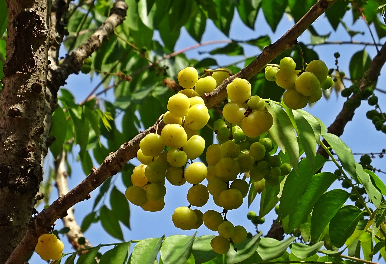 berry ripe yellow free photo