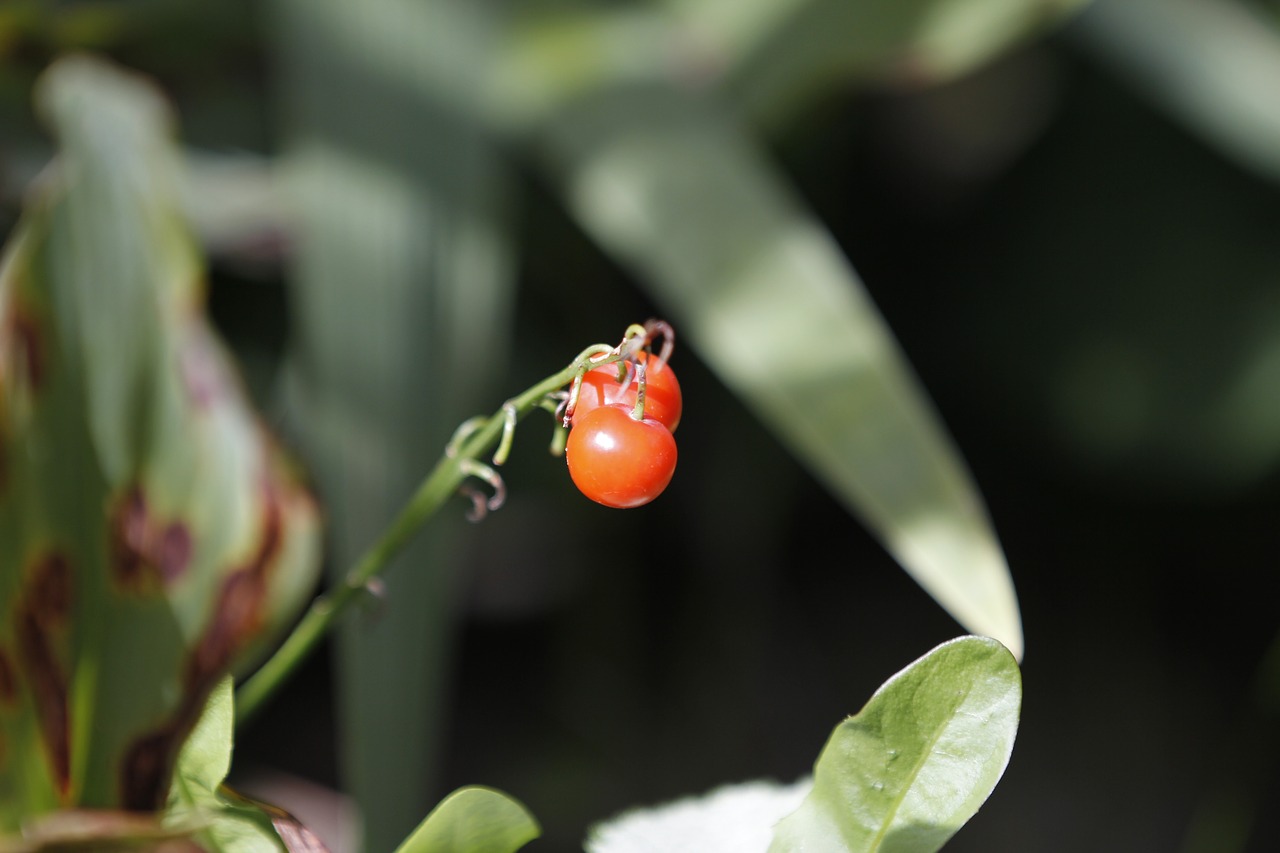 berry plant red free photo