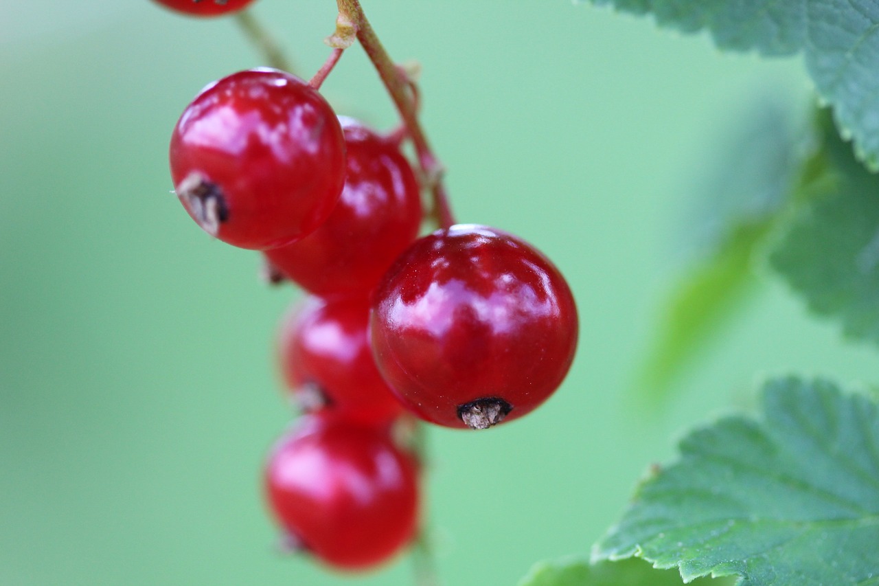 berry red red berry free photo