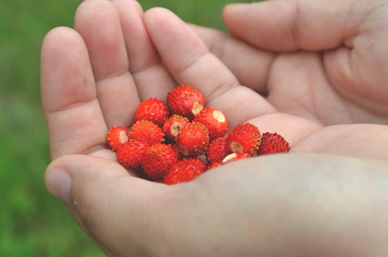 berry food fruits free photo