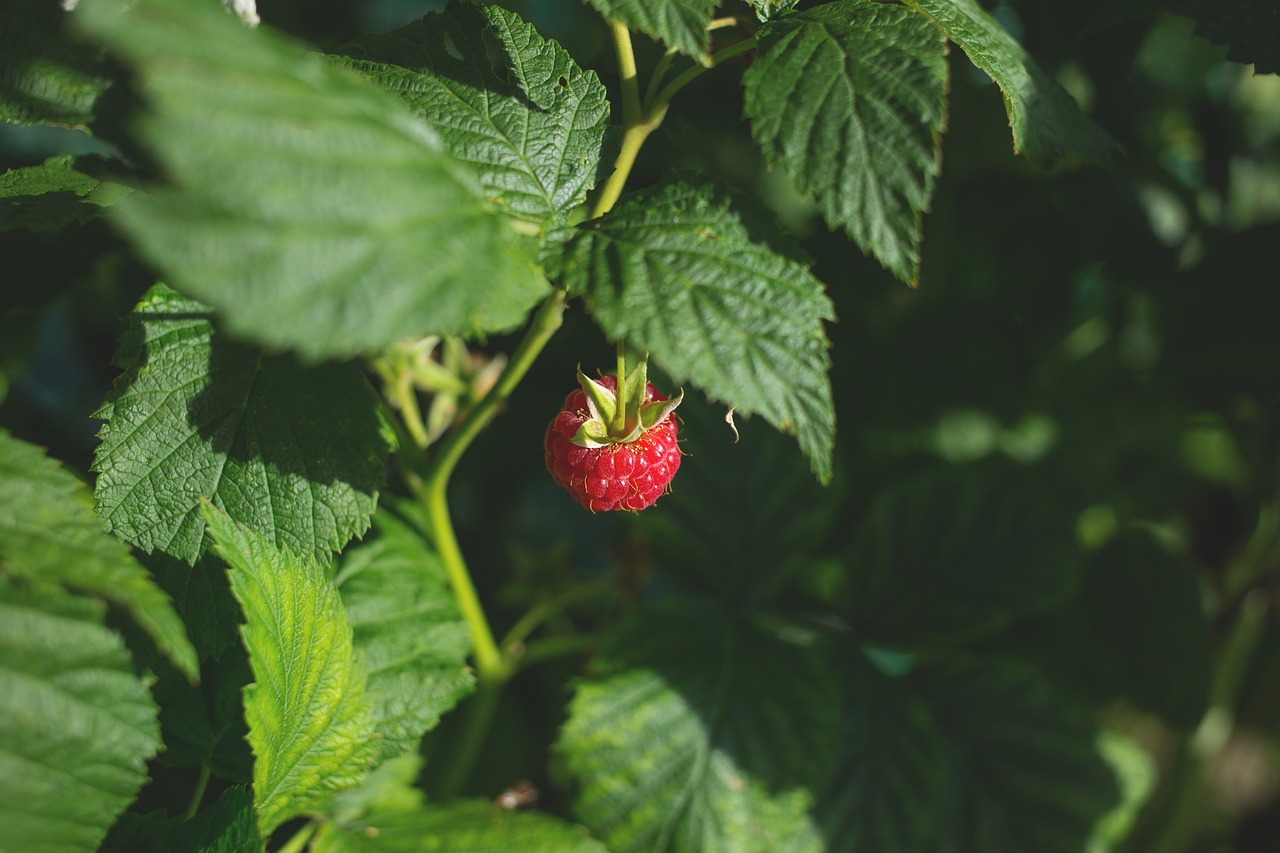 berry food fresh free photo