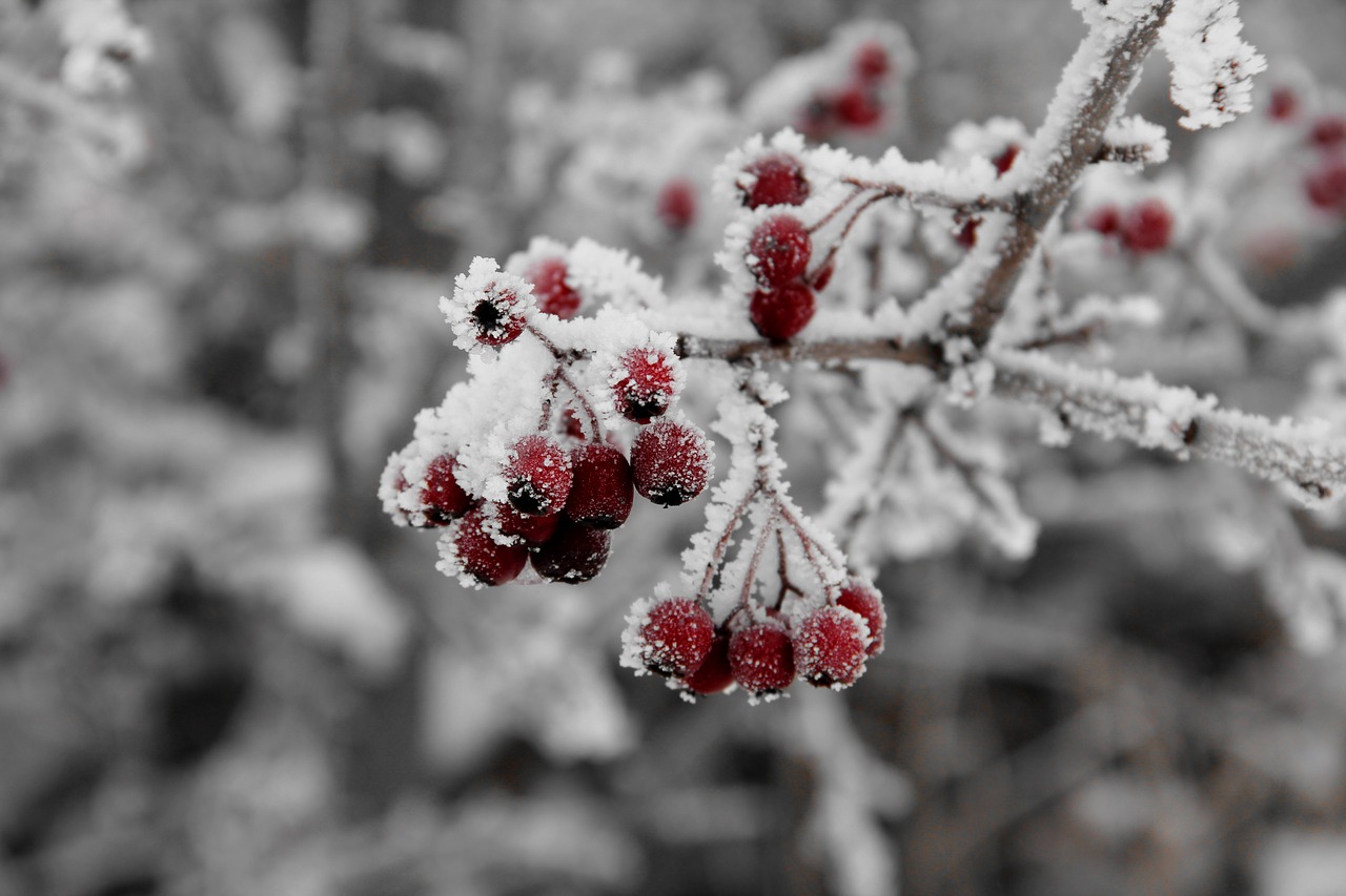 berry winter cold free photo