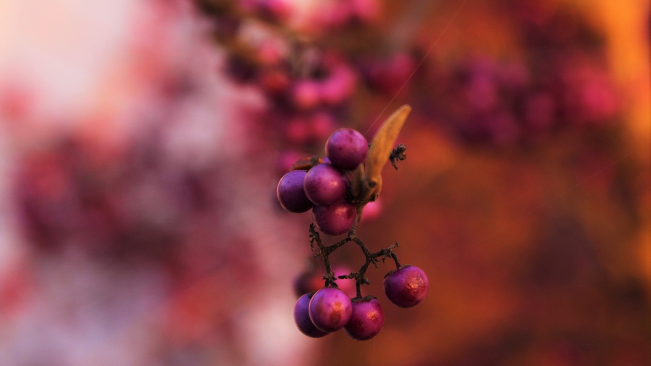 berry nature plant free photo