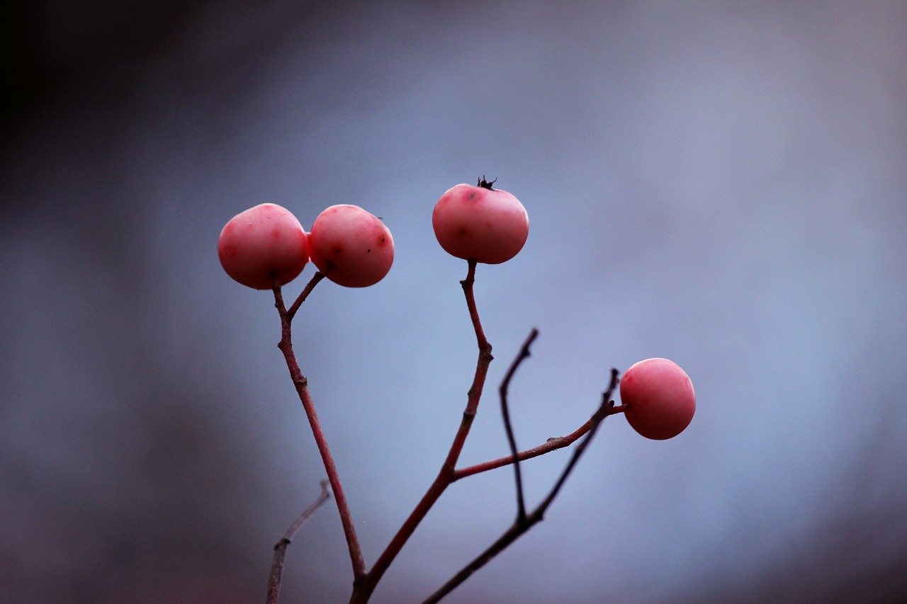 berry nature closeup free photo