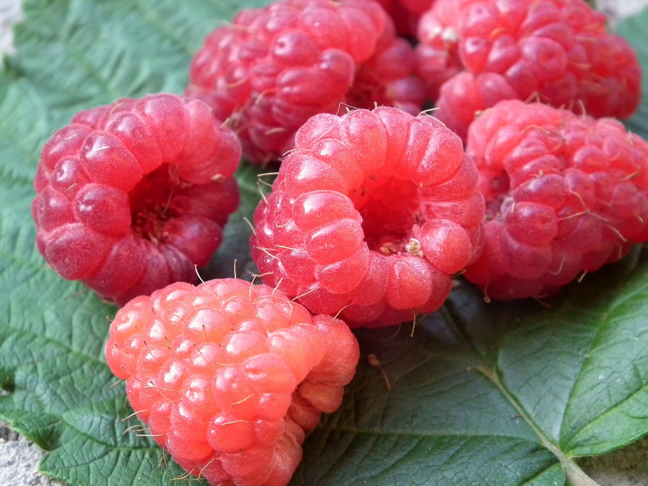 berry raspberry fruit free photo