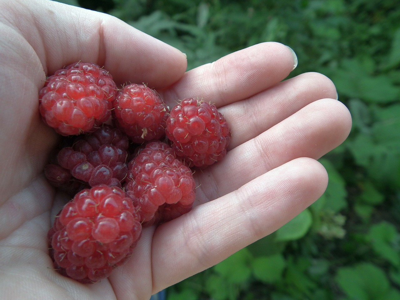 berry raspberry hand free photo