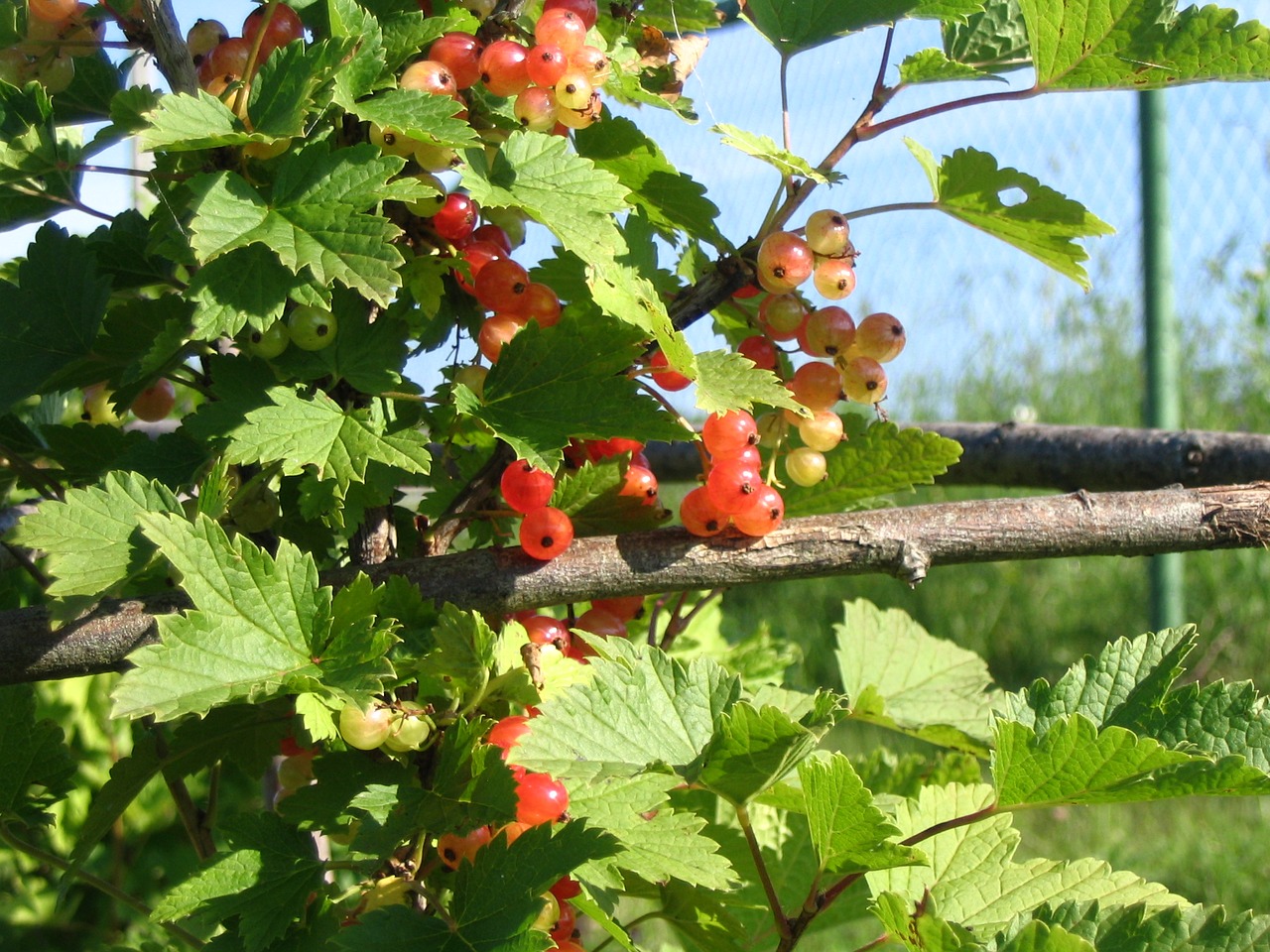 berry currant harvest free photo