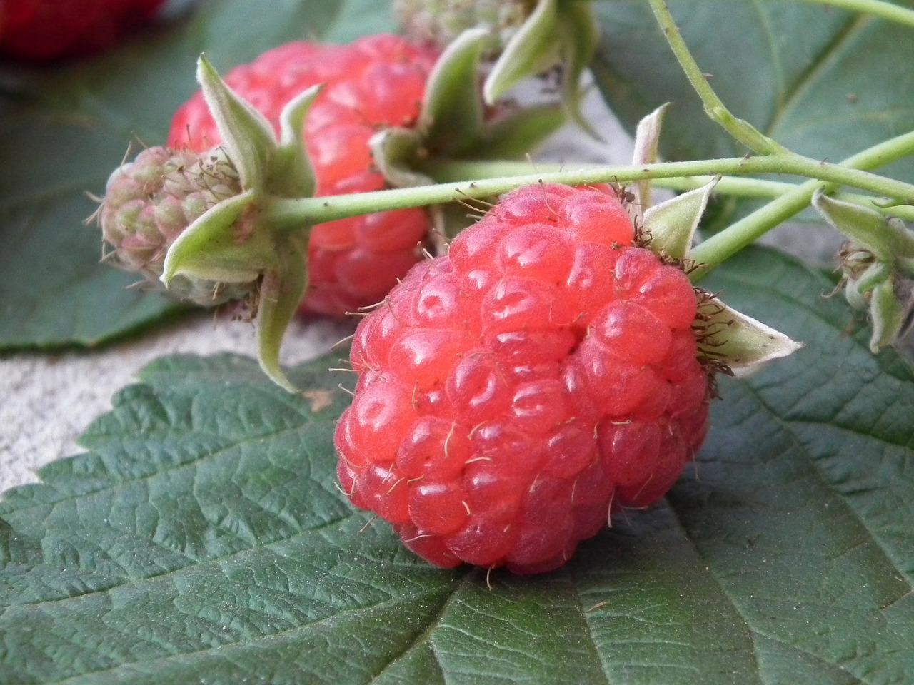 berry raspberry fruit free photo