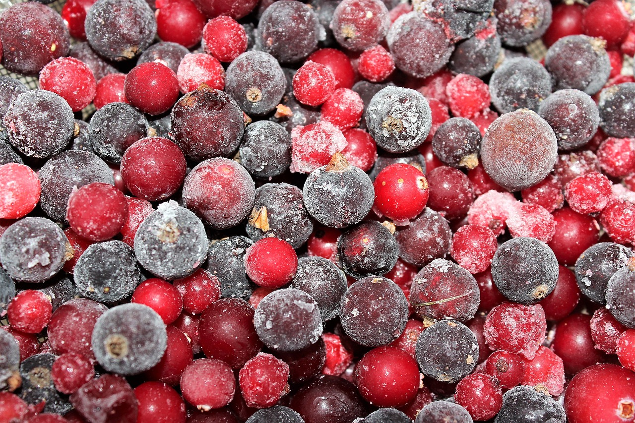 berry cranberries currant free photo