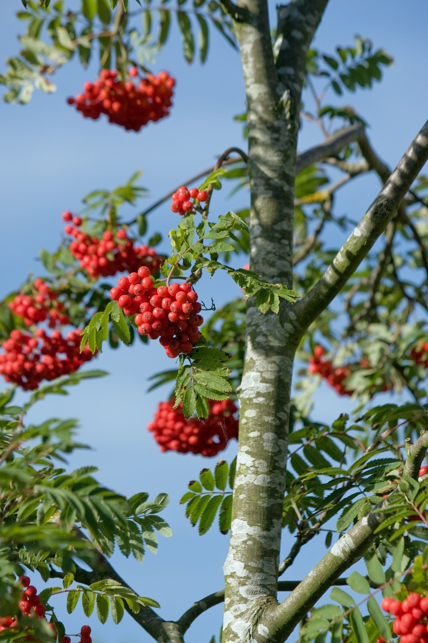 berry berries red free photo