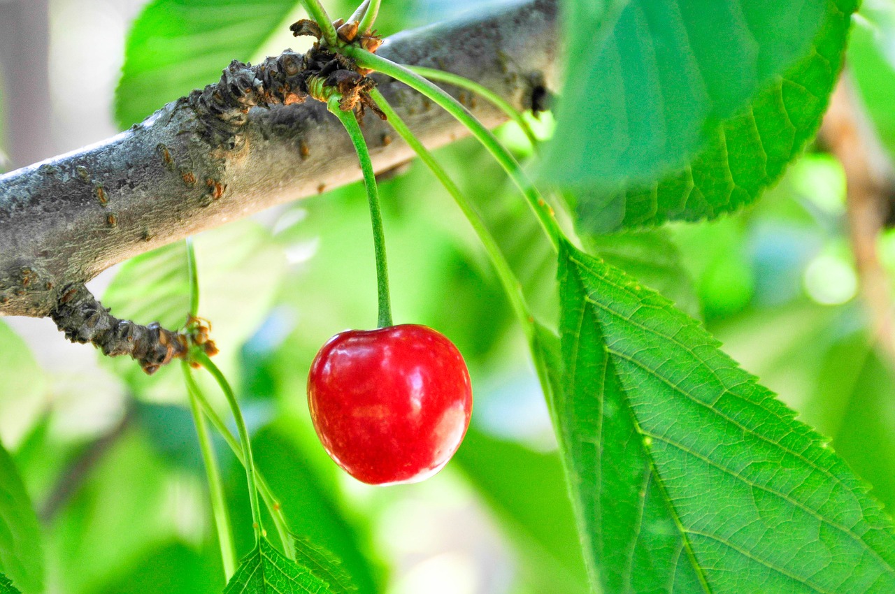 berry fruit leaf free photo