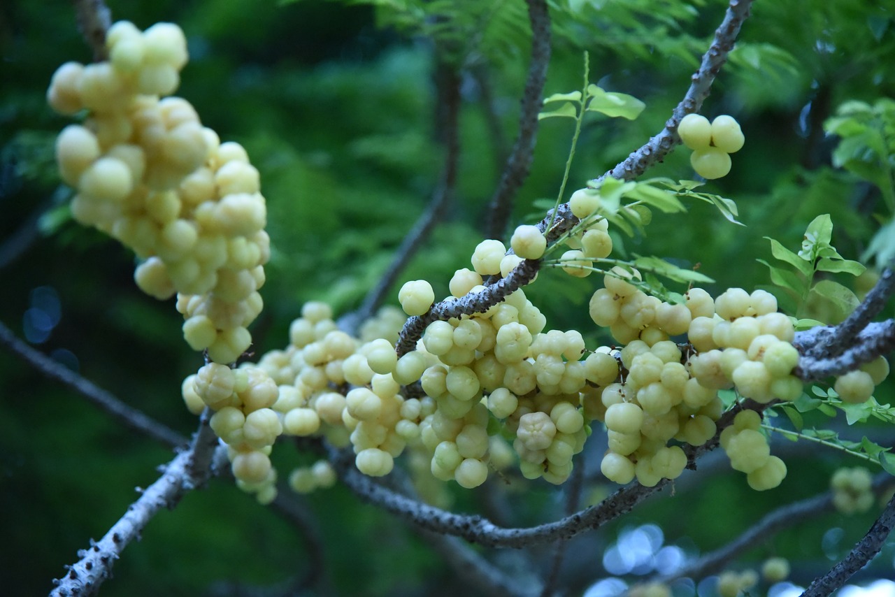 berry fruit healthy free photo