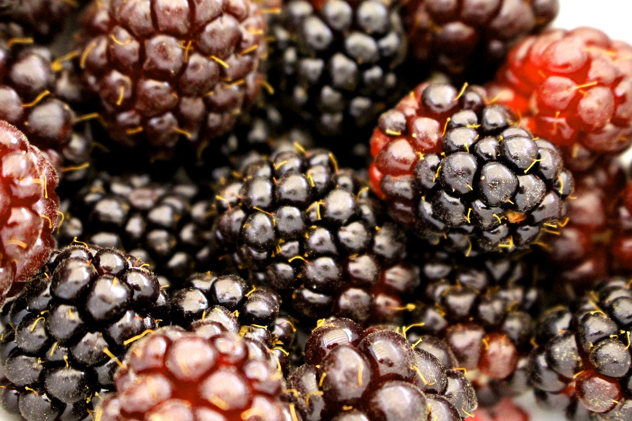 berry boysenberry blackberry free photo