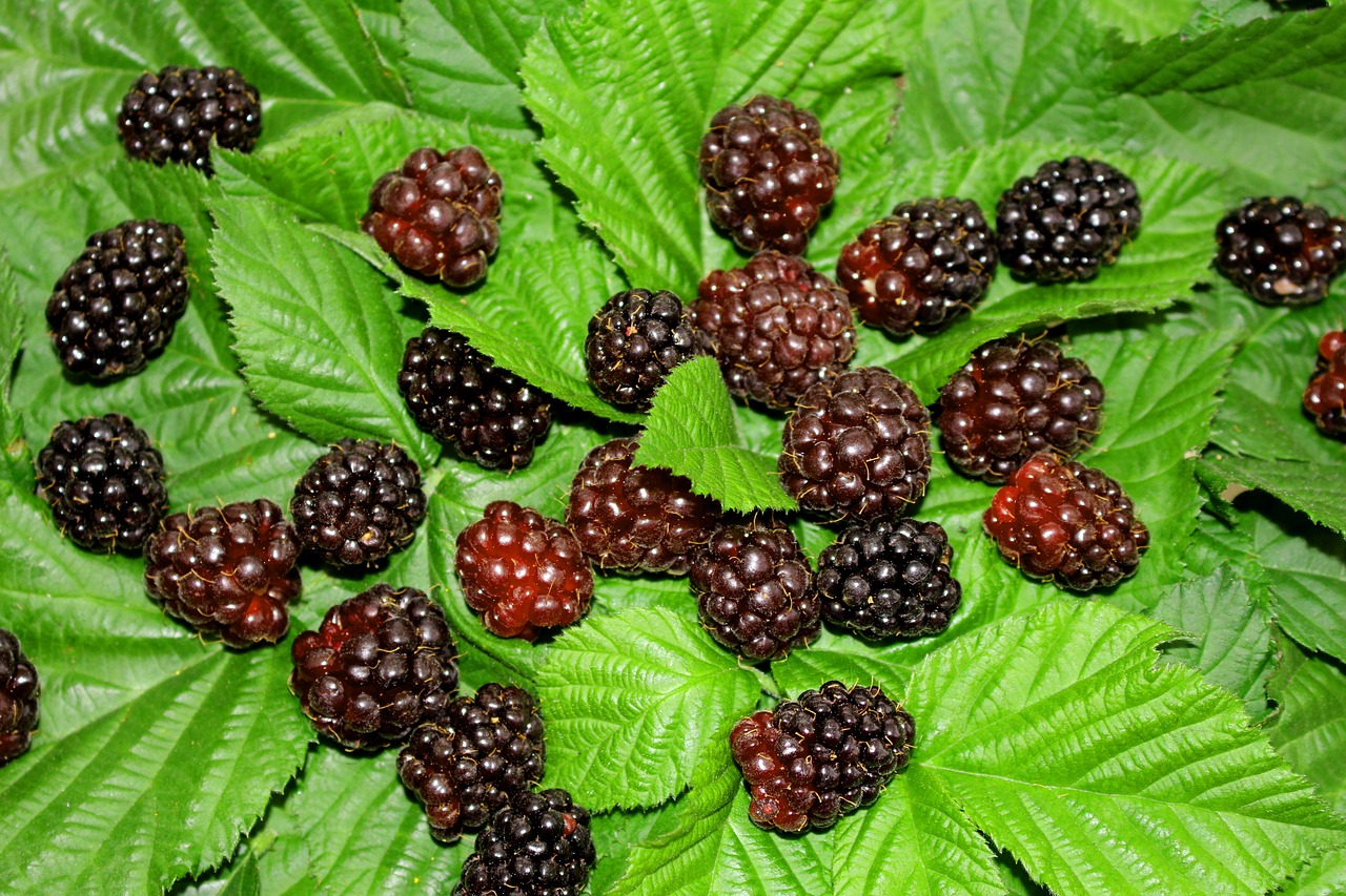 berry berries blackberry free photo