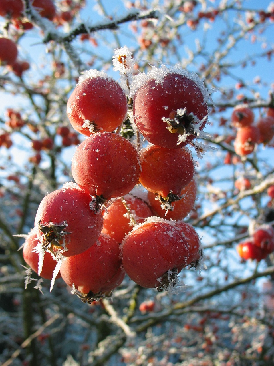 berry frost winter free photo