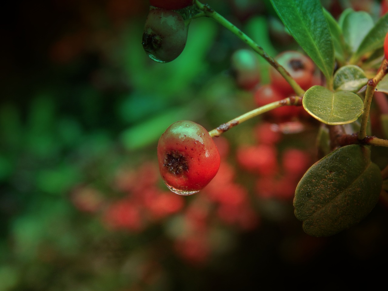 berry autumn rain free photo