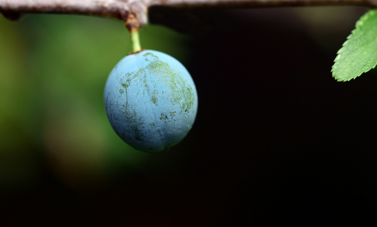 berry blue fruits free photo