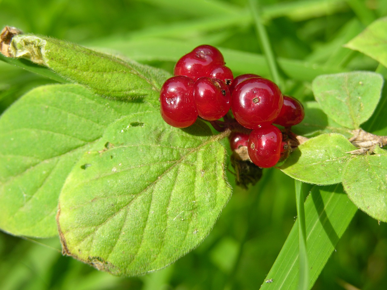 berry berry red nature free photo