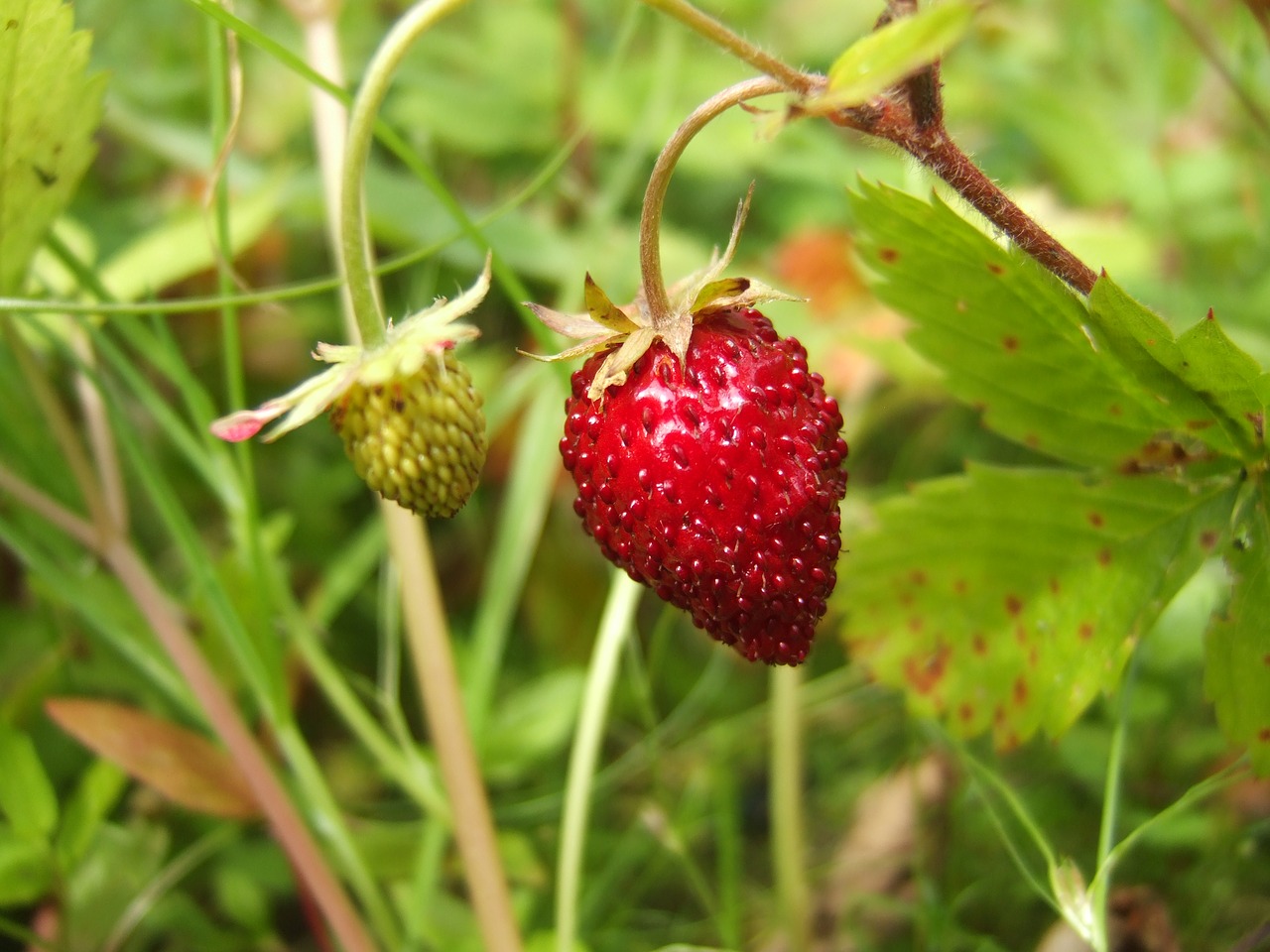 berry wild strawberry garden free photo