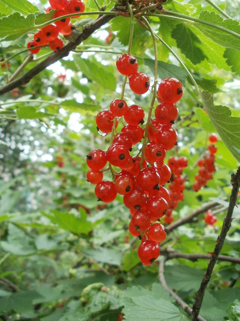 berry red summer free photo