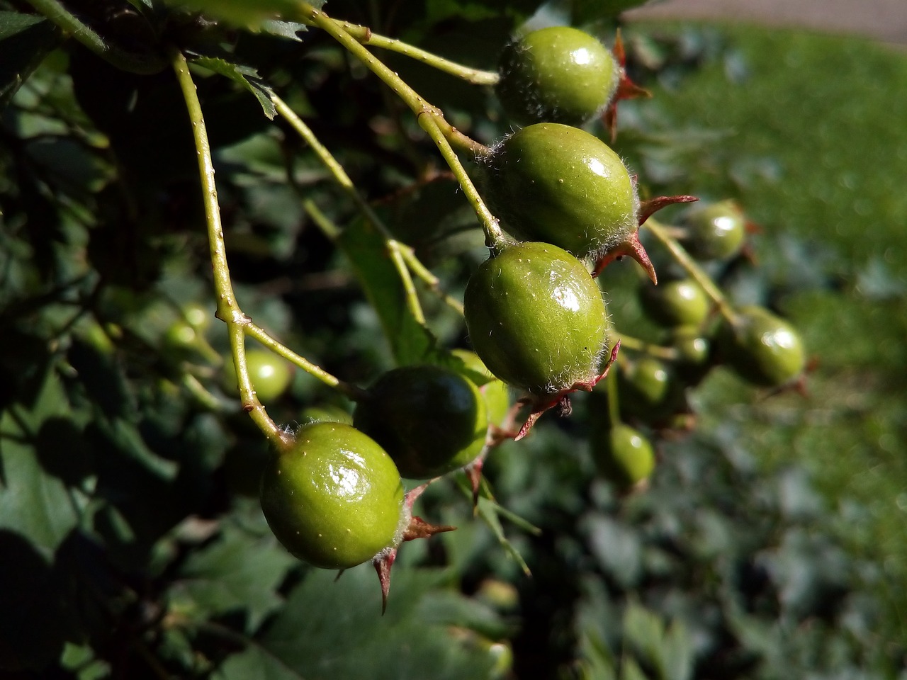 berry green hawthorn free photo