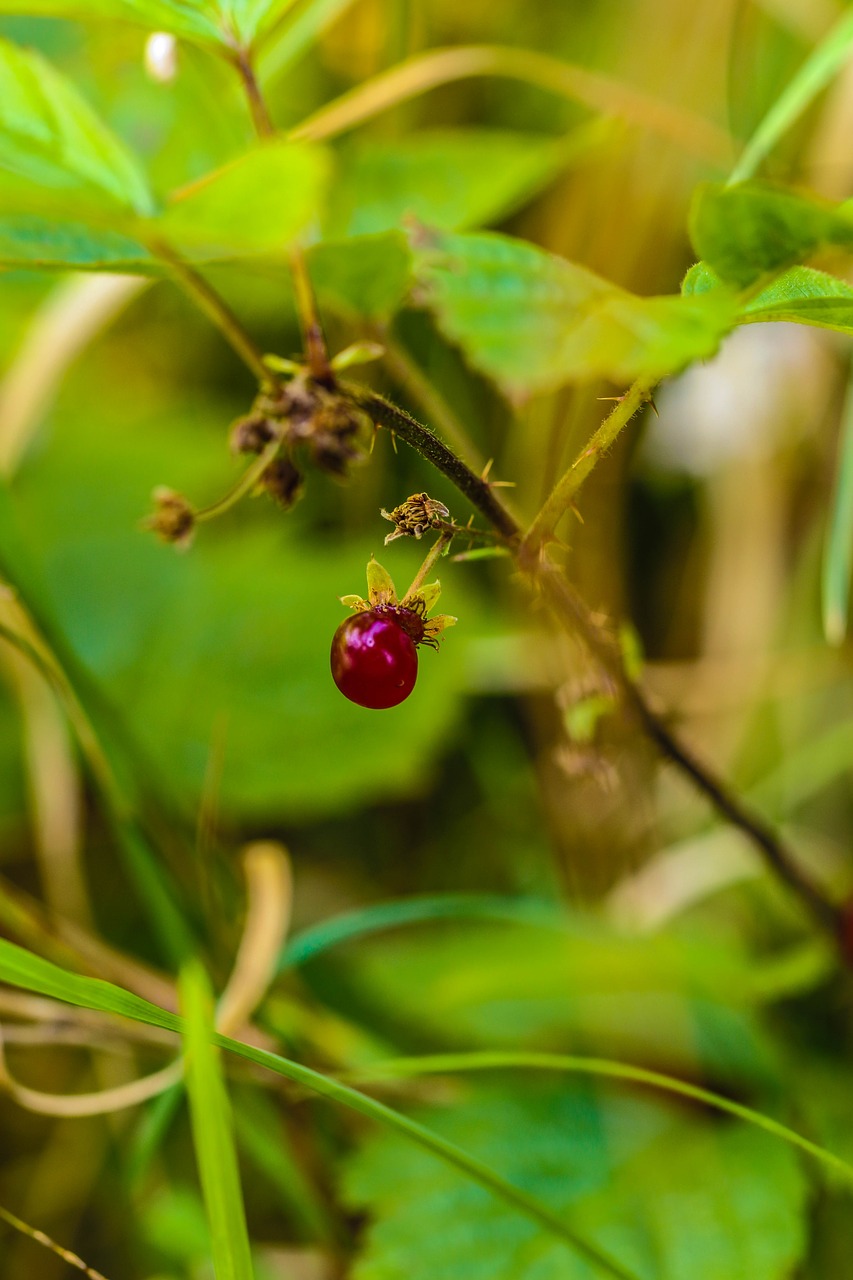 berry wild nature free photo