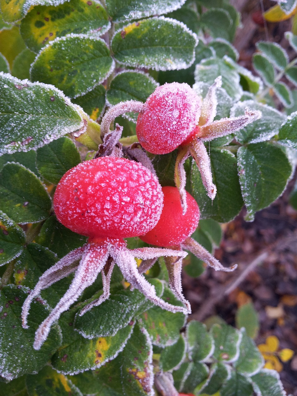 berry winter is coming frostbid free photo