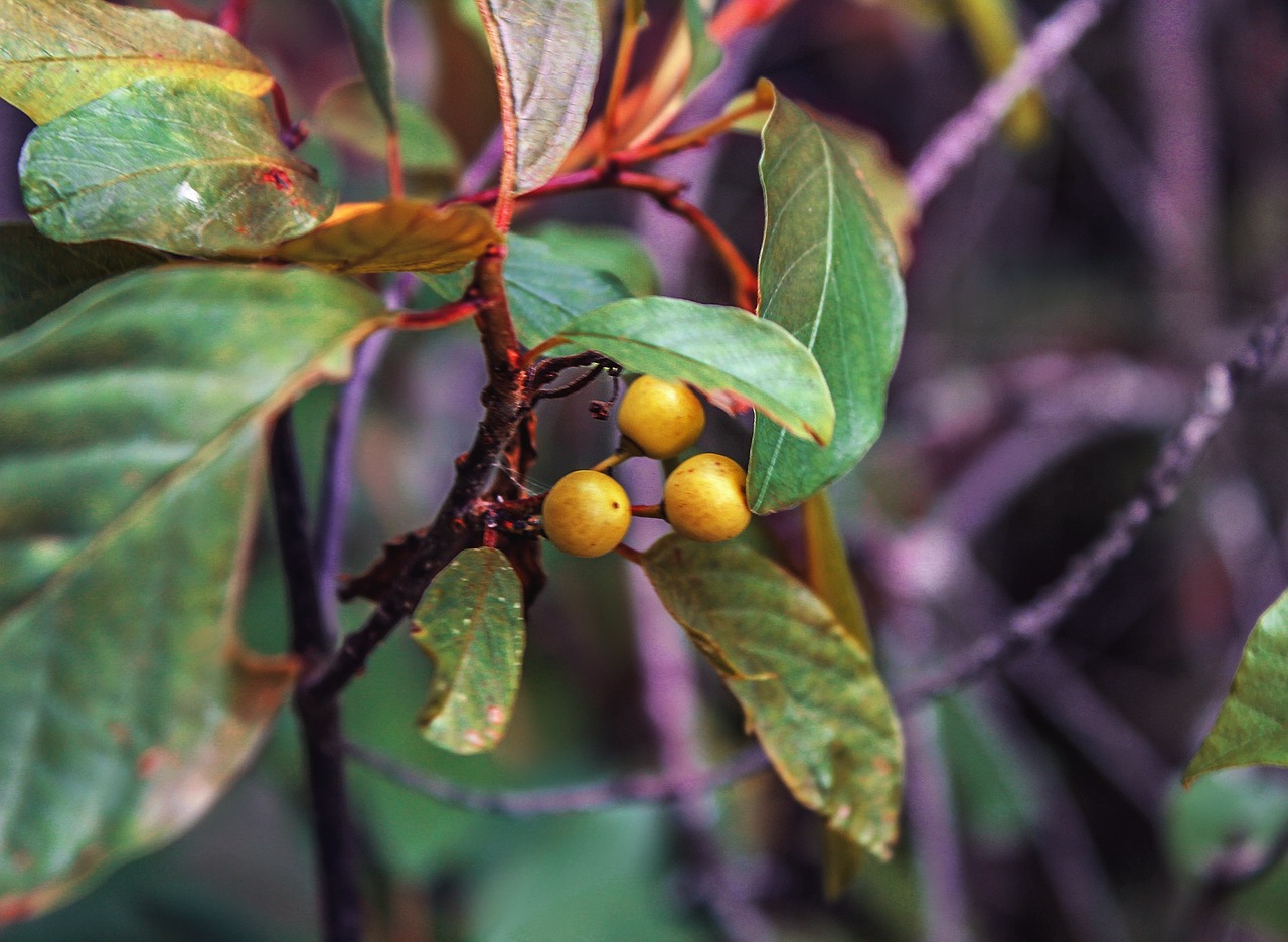 berry tree forest free photo