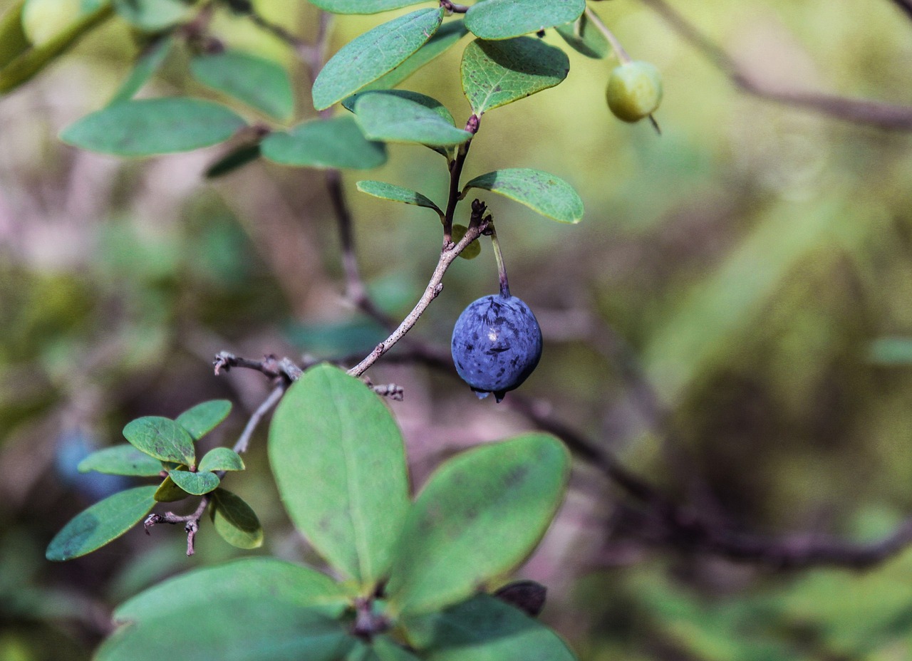 berry forest nature free photo