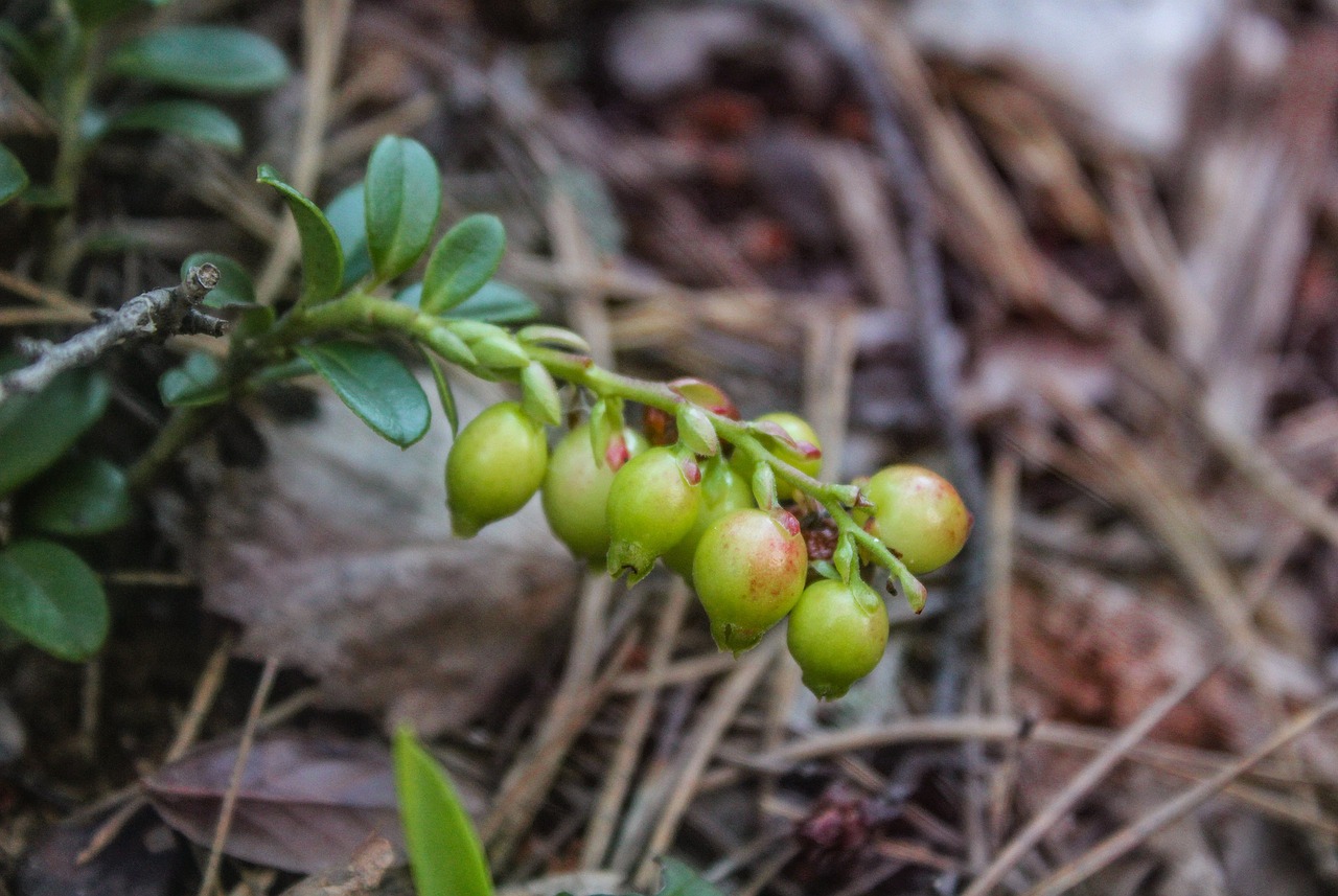 berry forest nature free photo