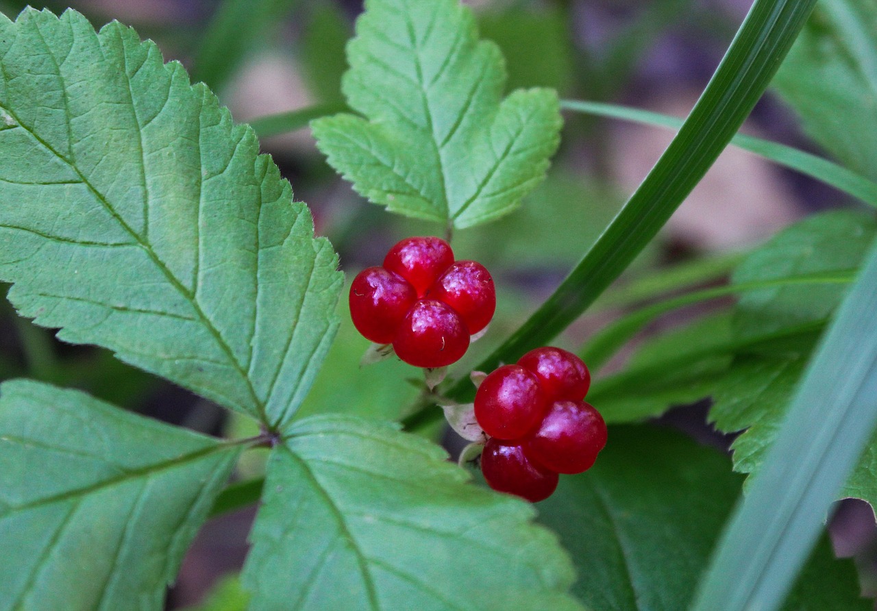 berry forest nature free photo