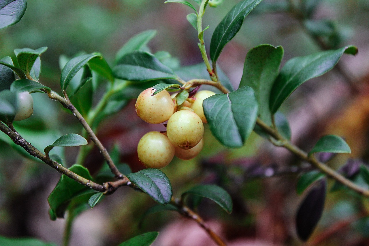 berry forest nature free photo